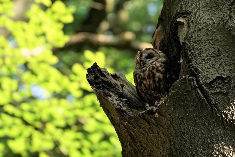 bdFoto 8.JPG - Gemeentehuizen in het bos